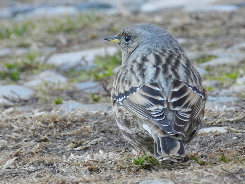 Sordoni (Prunella collaris) a Varese